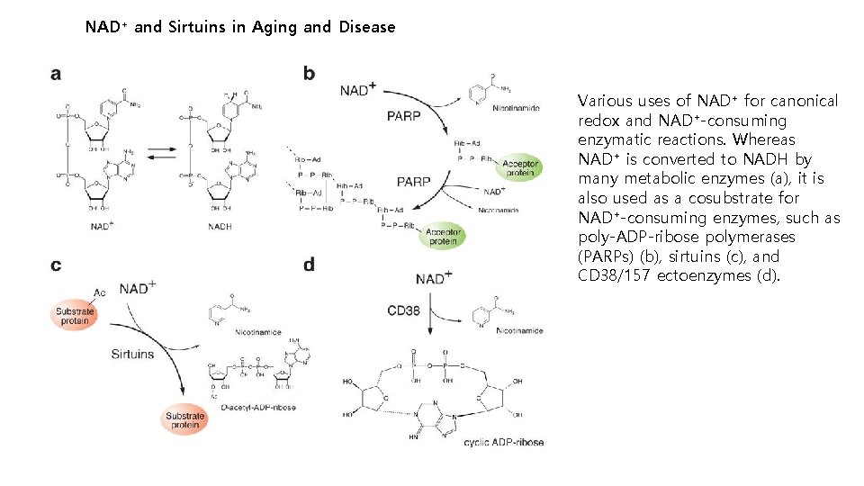 NAD+ and Sirtuins in Aging and Disease Various uses of NAD+ for canonical redox