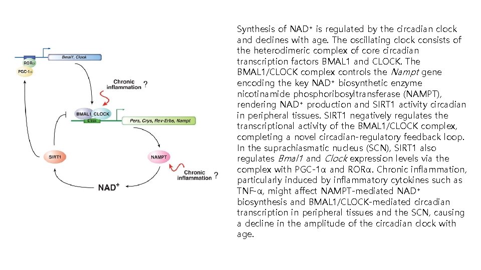Synthesis of NAD+ is regulated by the circadian clock and declines with age. The