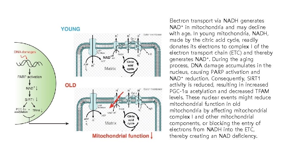 Electron transport via NADH generates NAD+ in mitochondria and may decline with age. In