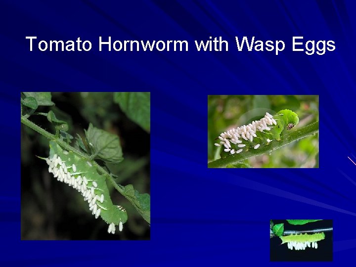 Tomato Hornworm with Wasp Eggs 