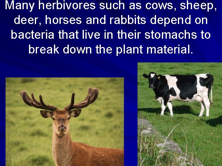 Many herbivores such as cows, sheep, deer, horses and rabbits depend on bacteria that