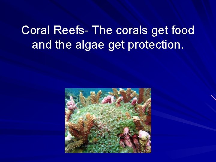 Coral Reefs- The corals get food and the algae get protection. 