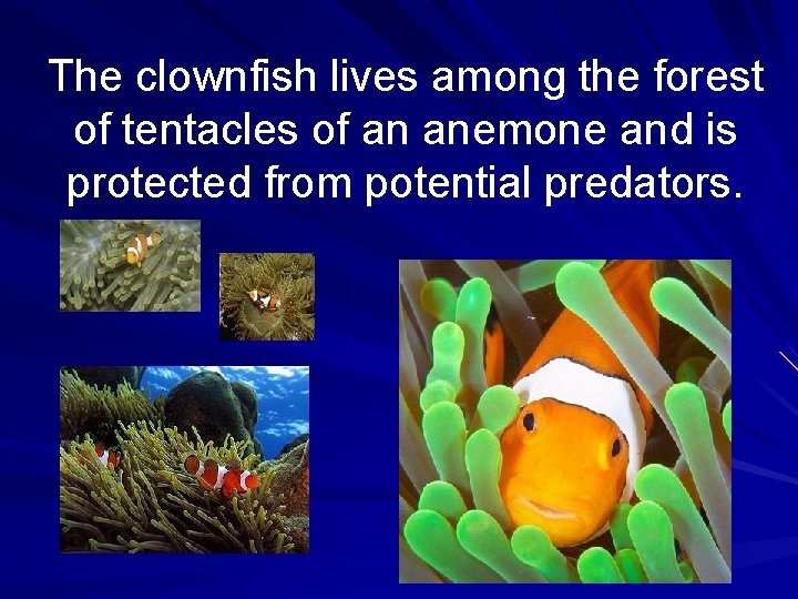 The clownfish lives among the forest of tentacles of an anemone and is protected