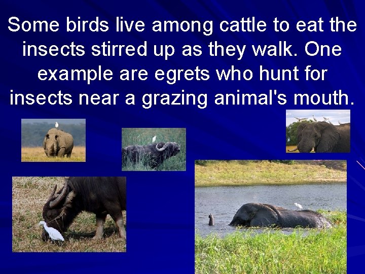 Some birds live among cattle to eat the insects stirred up as they walk.