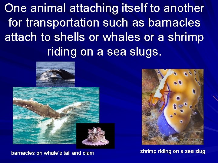 One animal attaching itself to another for transportation such as barnacles attach to shells
