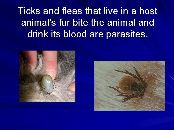 Ticks and fleas that live in a host animal's fur bite the animal and