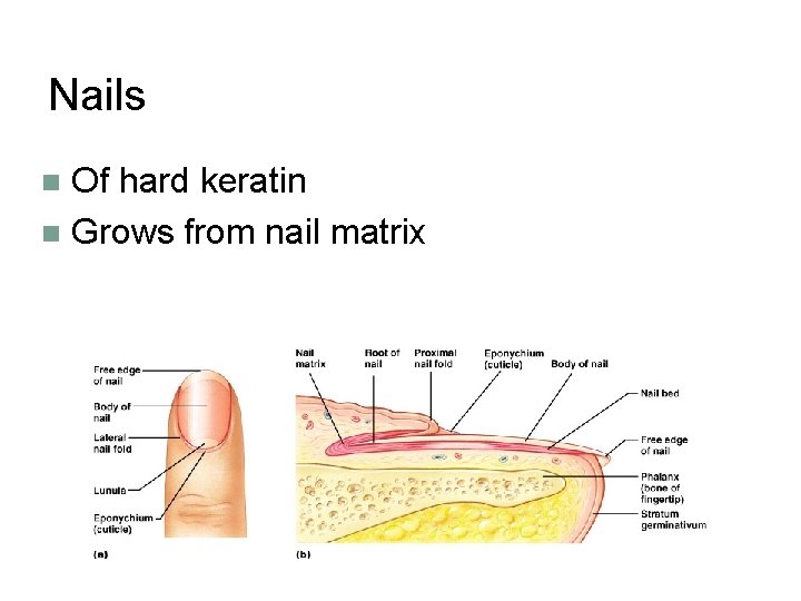 Nails Of hard keratin n Grows from nail matrix n 