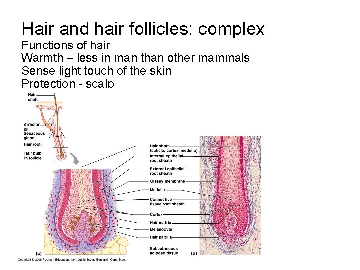 Hair and hair follicles: complex Functions of hair Warmth – less in man than