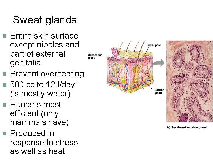 Sweat glands n n n Entire skin surface except nipples and part of external