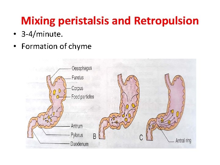 Mixing peristalsis and Retropulsion • 3 -4/minute. • Formation of chyme Mixing peristalsis and Retropulsion • 3 -4/minute. • Formation of chyme