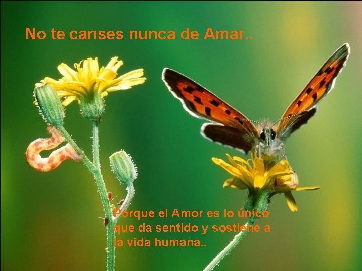 No te canses nunca de Amar. . Porque el Amor es lo único que No te canses nunca de Amar. . Porque el Amor es lo único que