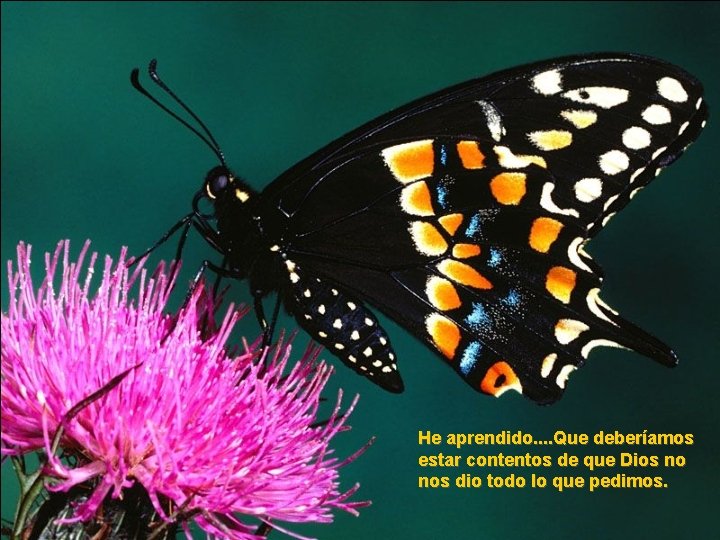 He aprendido. . Que deberíamos estar contentos de que Dios no nos dio todo He aprendido. . Que deberíamos estar contentos de que Dios no nos dio todo