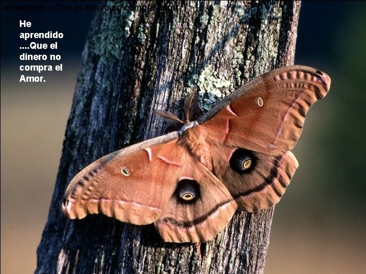 aprendido. . Que el dinero no compra amor. He aprendido. . Que el dinero aprendido. . Que el dinero no compra amor. He aprendido. . Que el dinero