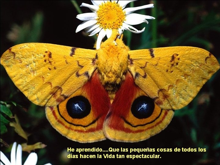 He aprendido. . Que las pequeñas cosas de todos los días hacen la Vida He aprendido. . Que las pequeñas cosas de todos los días hacen la Vida