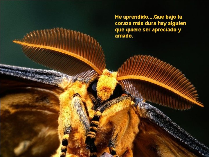 He aprendido. . Que bajo la coraza más dura hay alguien que quiere ser He aprendido. . Que bajo la coraza más dura hay alguien que quiere ser