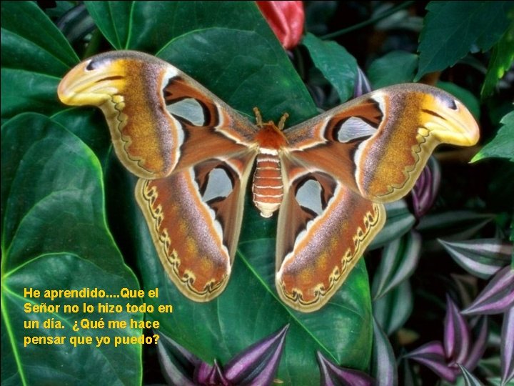 He aprendido. . Que el Señor no lo hizo todo en un día. ¿Qué He aprendido. . Que el Señor no lo hizo todo en un día. ¿Qué