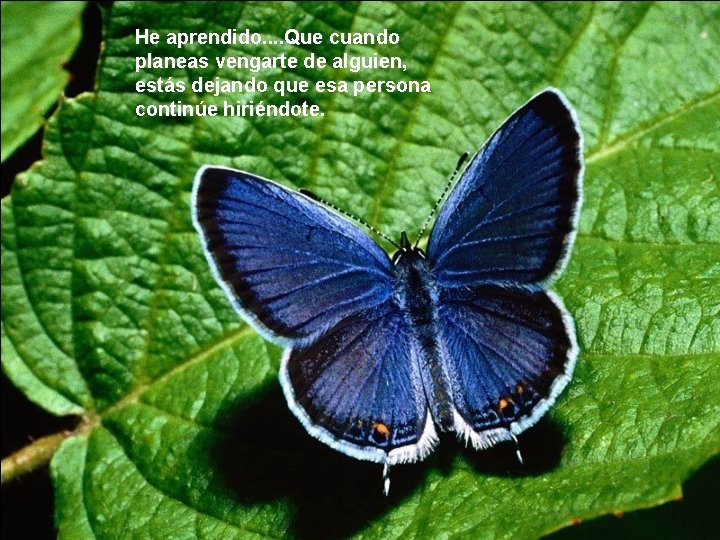 He aprendido. . Que cuando planeas vengarte de alguien, estás dejando que esa persona He aprendido. . Que cuando planeas vengarte de alguien, estás dejando que esa persona