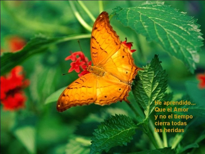 He aprendido. . . Que el Amor y no el tiempo cierra todas las He aprendido. . . Que el Amor y no el tiempo cierra todas las