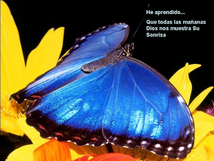 He aprendido. . . Que todas las mañanas Dios nos muestra Su Sonrisa He aprendido. . . Que todas las mañanas Dios nos muestra Su Sonrisa