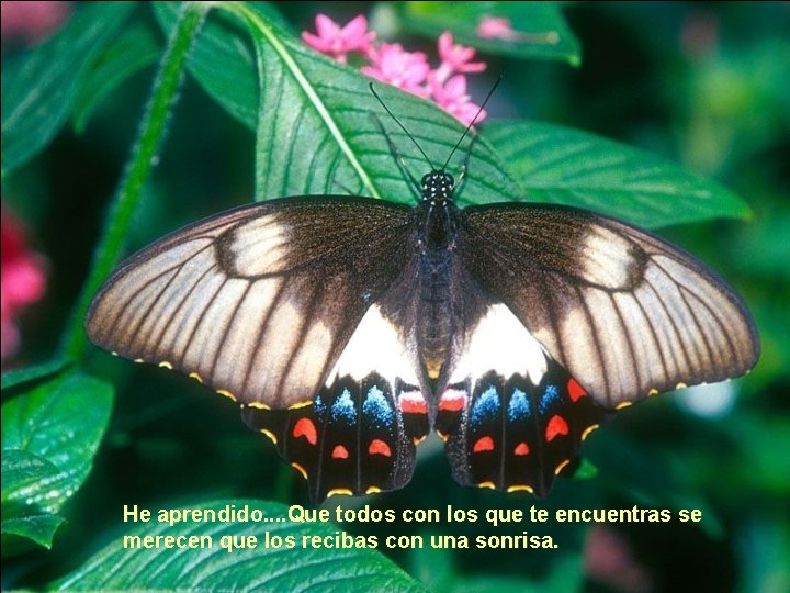 He aprendido. . Que todos con los que te encuentras se merecen que los He aprendido. . Que todos con los que te encuentras se merecen que los