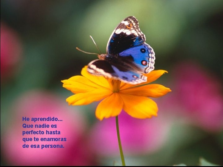 He aprendido. . . Que nadie es perfecto hasta que te enamoras de esa He aprendido. . . Que nadie es perfecto hasta que te enamoras de esa