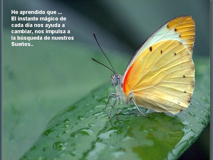 He aprendido que. . . El instante mágico de cada día nos ayuda a He aprendido que. . . El instante mágico de cada día nos ayuda a