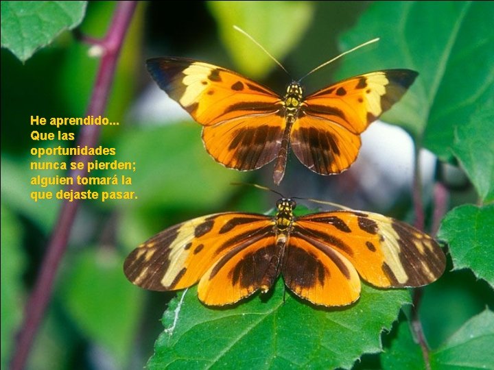 He aprendido. . . Que las oportunidades nunca se pierden; alguien tomará la que He aprendido. . . Que las oportunidades nunca se pierden; alguien tomará la que