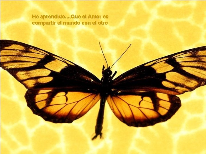 He aprendido. . Que el Amor es compartir el mundo con el otro He aprendido. . Que el Amor es compartir el mundo con el otro