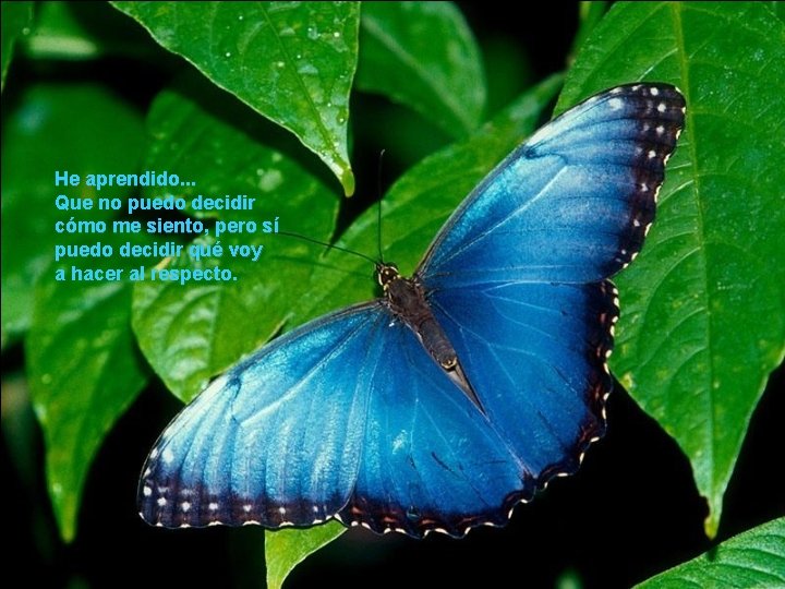 He aprendido. . . Que no puedo decidir cómo me siento, pero sí puedo He aprendido. . . Que no puedo decidir cómo me siento, pero sí puedo