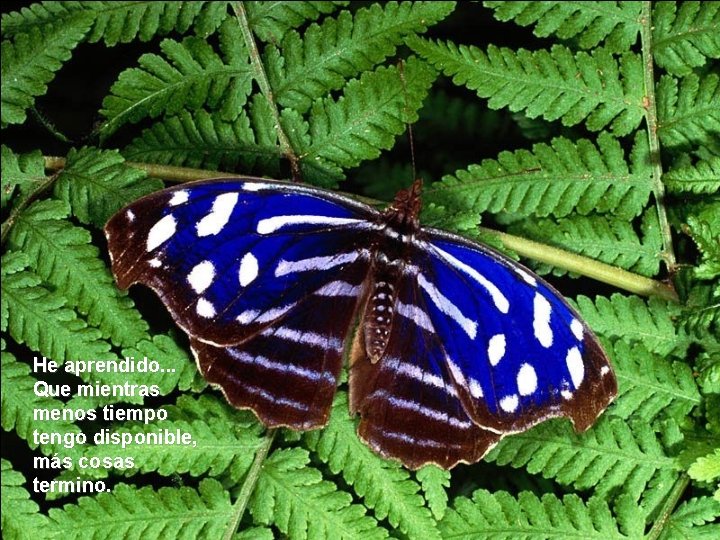 He aprendido. . . Que mientras menos tiempo tengo disponible, más cosas termino. He aprendido. . . Que mientras menos tiempo tengo disponible, más cosas termino.