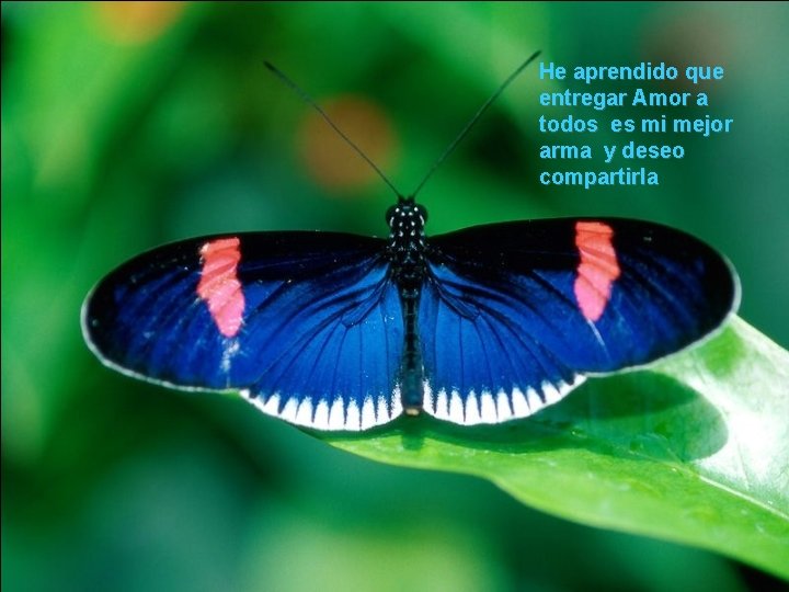 He aprendido que entregar Amor a todos es mi mejor arma y deseo compartirla He aprendido que entregar Amor a todos es mi mejor arma y deseo compartirla