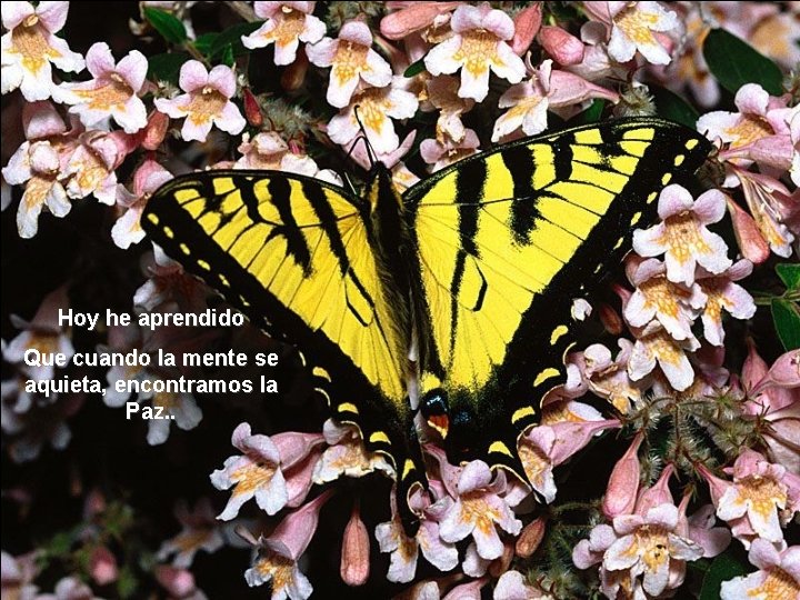 Hoy he aprendido Que cuando la mente se aquieta, encontramos la Paz. . Hoy he aprendido Que cuando la mente se aquieta, encontramos la Paz. .