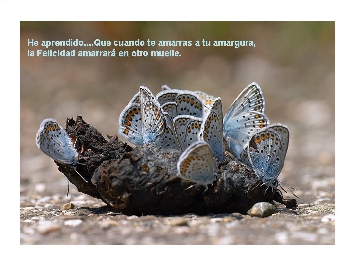 He aprendido. . Que cuando te amarras a tu amargura, la Felicidad amarrará en He aprendido. . Que cuando te amarras a tu amargura, la Felicidad amarrará en