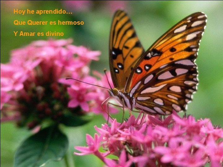 Hoy he aprendido… Querer es hermoso Y Amar es divino Hoy he aprendido… Querer es hermoso Y Amar es divino
