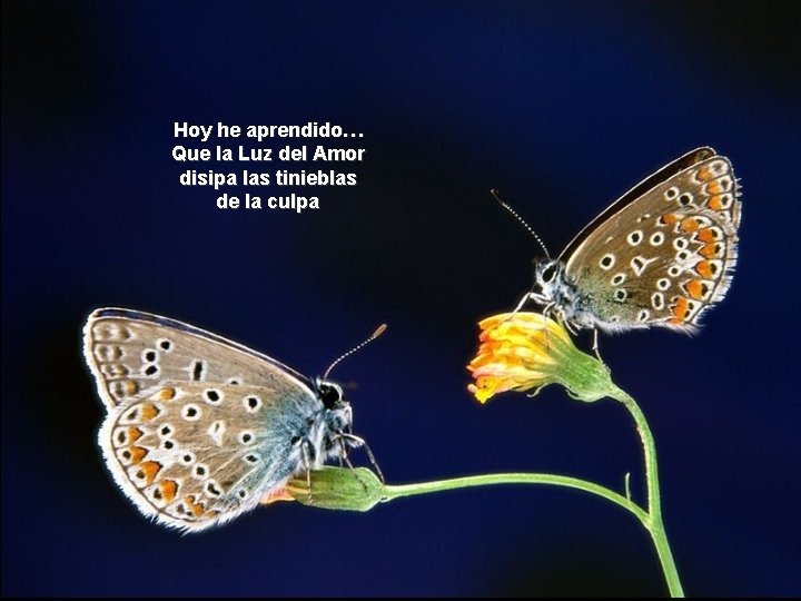 Hoy he aprendido… Que la Luz del Amor disipa las tinieblas de la culpa Hoy he aprendido… Que la Luz del Amor disipa las tinieblas de la culpa
