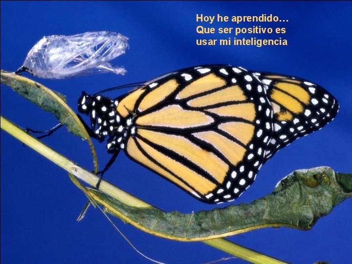 Hoy he aprendido… Que ser positivo es usar mi inteligencia Hoy he aprendido… Que ser positivo es usar mi inteligencia