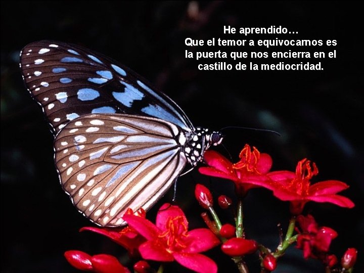 He aprendido… Que el temor a equivocarnos es la puerta que nos encierra en He aprendido… Que el temor a equivocarnos es la puerta que nos encierra en