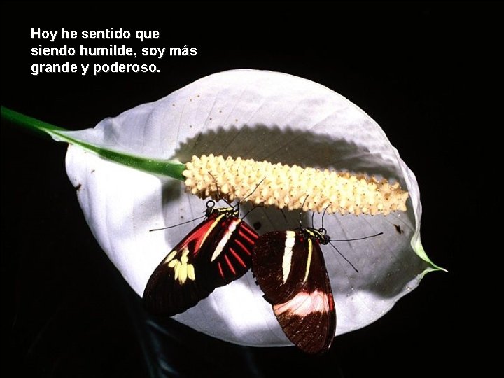 Hoy he sentido que siendo humilde, soy más grande y poderoso. Hoy he sentido que siendo humilde, soy más grande y poderoso.