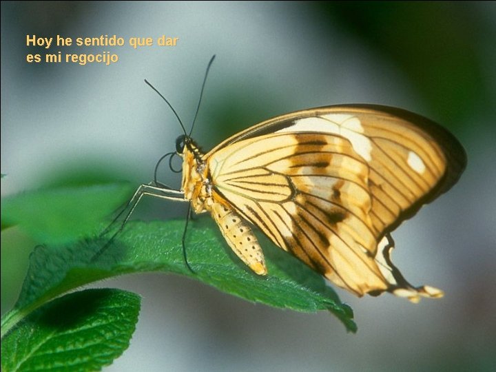 Hoy he sentido que dar es mi regocijo Hoy he sentido que dar es mi regocijo