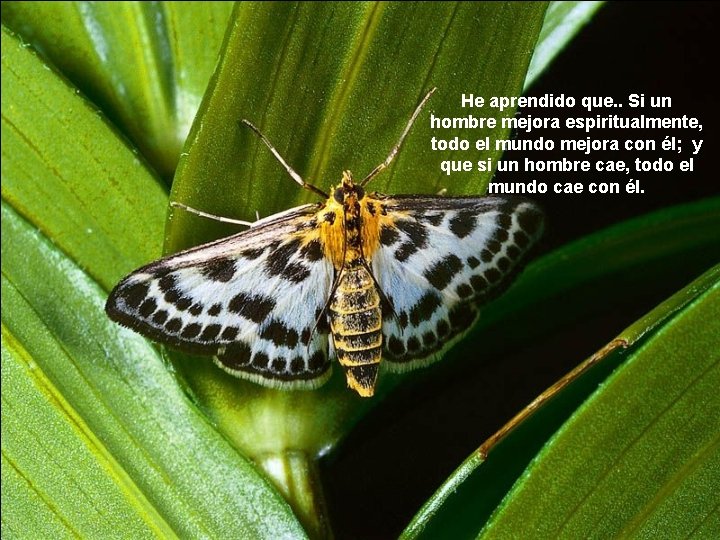 He aprendido que. . Si un hombre mejora espiritualmente, todo el mundo mejora con He aprendido que. . Si un hombre mejora espiritualmente, todo el mundo mejora con