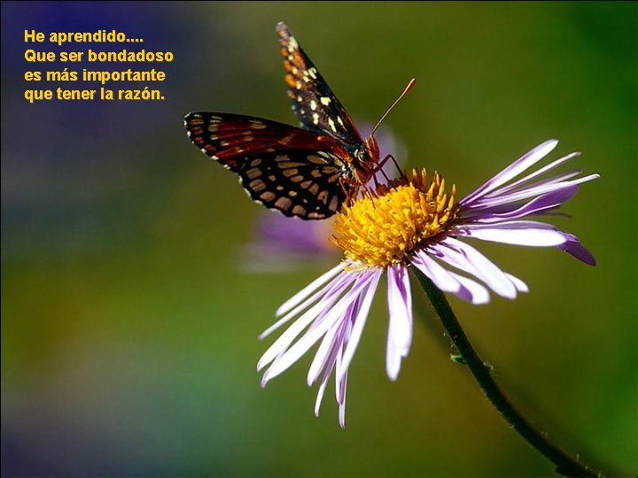 He aprendido. . Que ser bondadoso es más importante que tener la razón. He aprendido. . Que ser bondadoso es más importante que tener la razón.