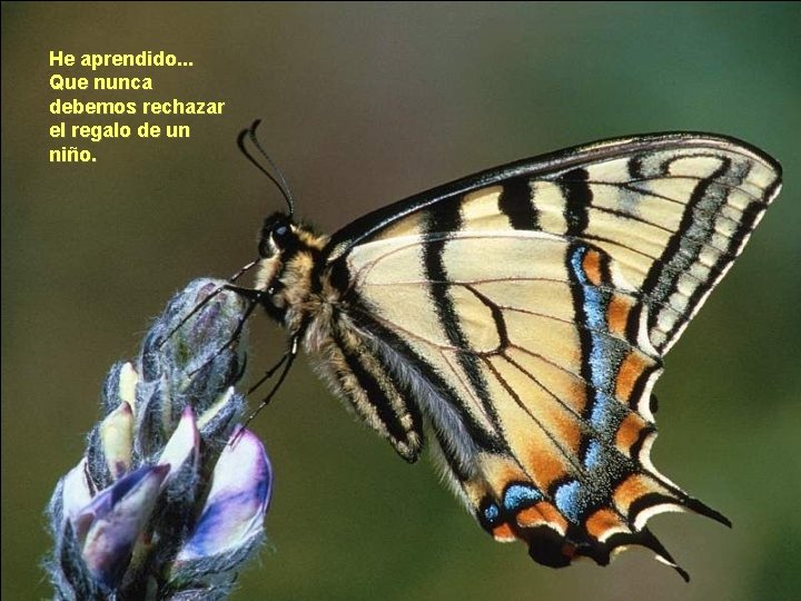 He aprendido. . . Que nunca debemos rechazar el regalo de un niño. He aprendido. . . Que nunca debemos rechazar el regalo de un niño.