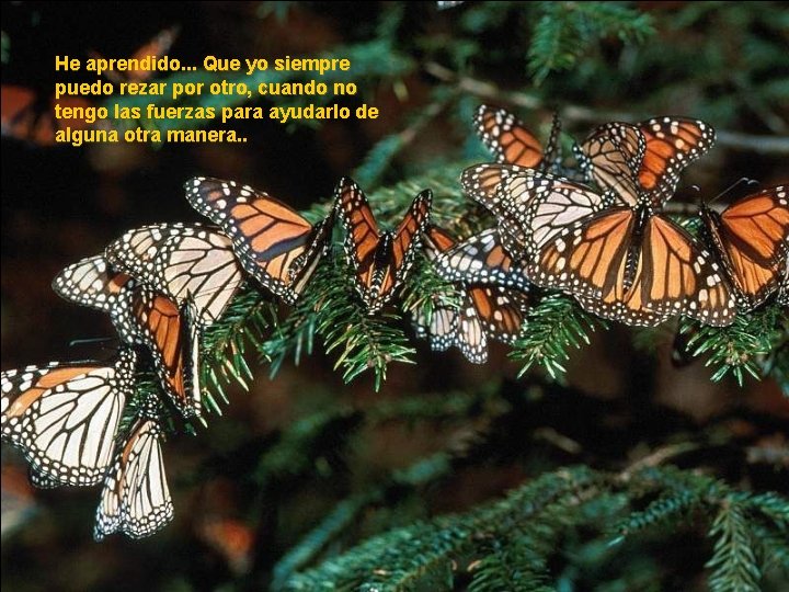 He aprendido. . . Que yo siempre puedo rezar por otro, cuando no tengo He aprendido. . . Que yo siempre puedo rezar por otro, cuando no tengo