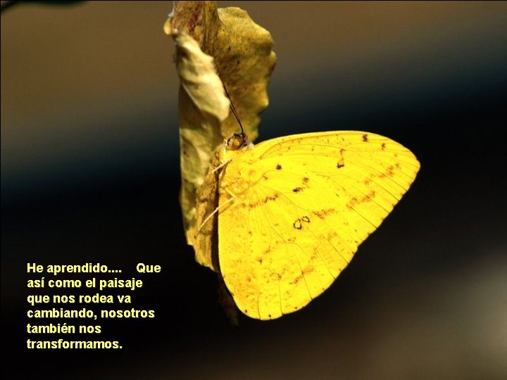 He aprendido. . Que así como el paisaje que nos rodea va cambiando, nosotros He aprendido. . Que así como el paisaje que nos rodea va cambiando, nosotros