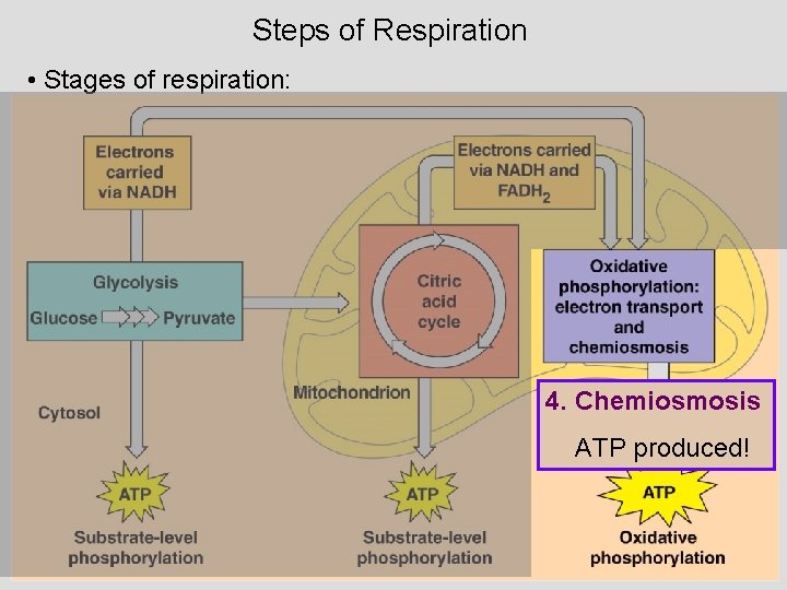 Steps of Respiration • Stages of respiration: 4. Chemiosmosis ATP produced! 