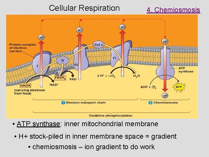 Cellular Respiration 4. Chemiosmosis • ATP synthase: inner mitochondrial membrane • H+ stock-piled in