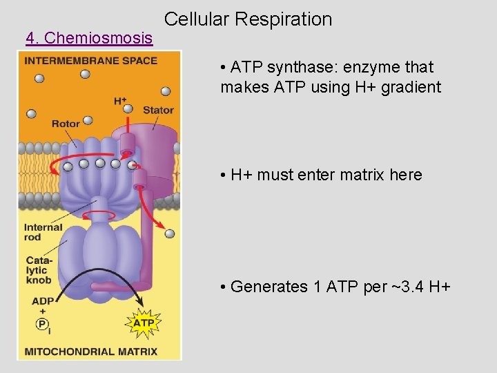 4. Chemiosmosis Cellular Respiration • ATP synthase: enzyme that makes ATP using H+ gradient