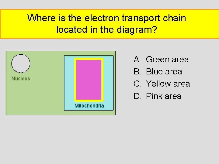 Where is the electron transport chain located in the diagram? A. B. C. D.