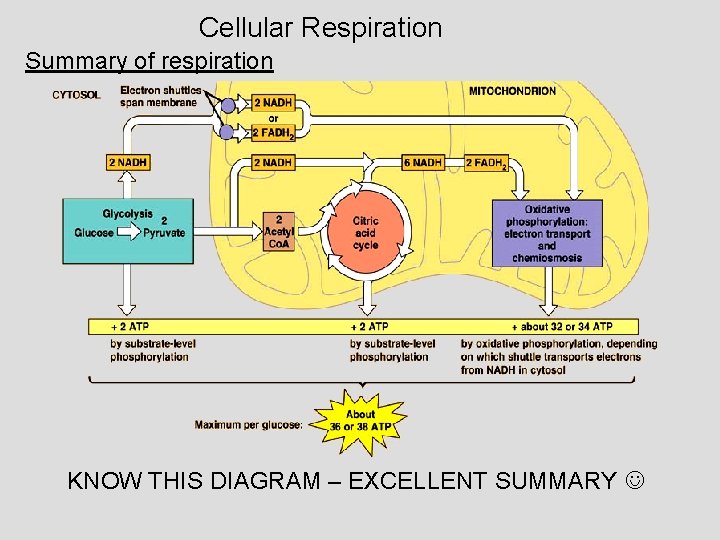 Cellular Respiration Summary of respiration KNOW THIS DIAGRAM – EXCELLENT SUMMARY 