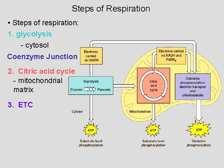 Steps of Respiration • Steps of respiration: 1. glycolysis - cytosol Coenzyme Junction 2.